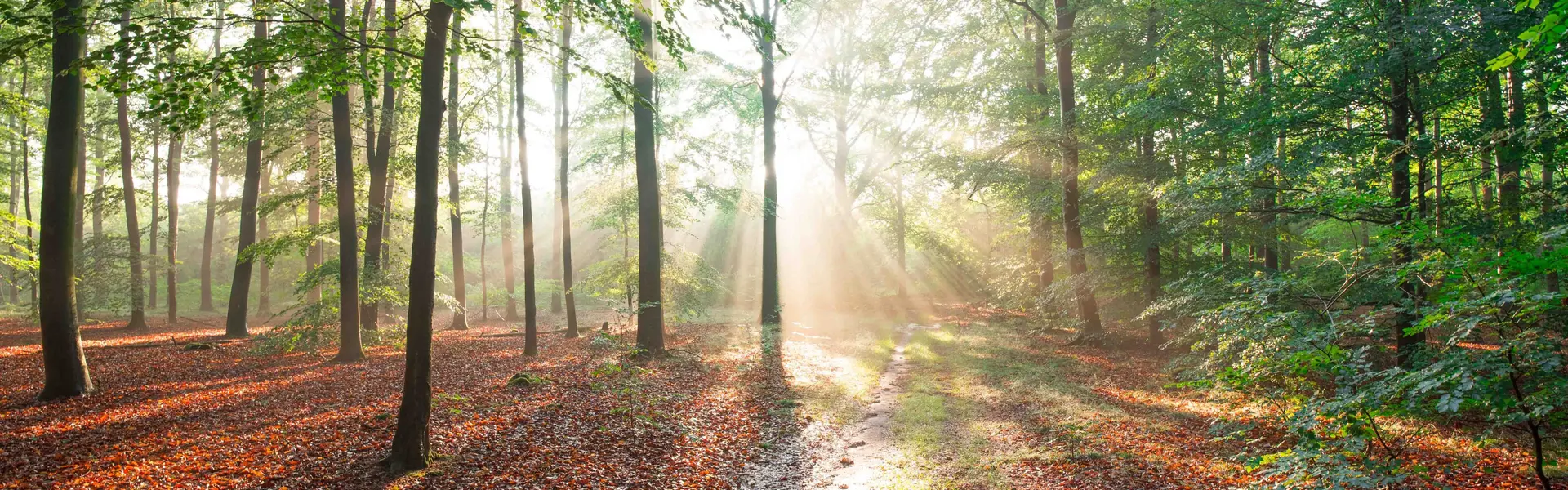 Lichtdurchfluteter Wald
