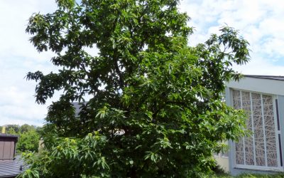 Klinik Hohe Mark: Der Baum des Jahres 2018 wird gefeiert …